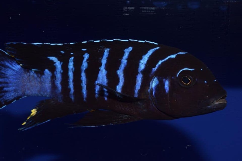 Maylandia sp. 'dolphin' Thumbi Point